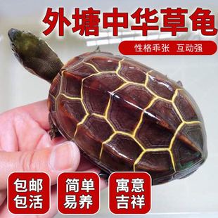 中华草龟网红小乌龟外塘长寿龟活体宠物水龟金线龟活物龟招财墨龟