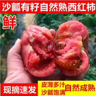 5斤 现摘新鲜沙瓤西红柿新鲜水果自然熟番茄农家生吃大番茄3