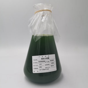 小球藻藻种 水产养殖肥水培藻 海水小球藻培养基 肥水藻