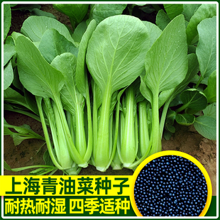 种孑农家 正宗秋冬季 欧雅上海青蔬菜籽青油菜种子大全小白油菜四季