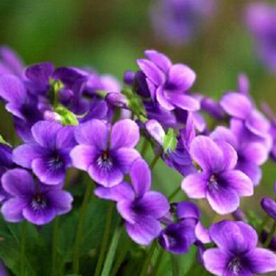 紫花地丁种子地被花卉花籽庭院花种绿化 包邮 室外耐寒易活 耐荫四季