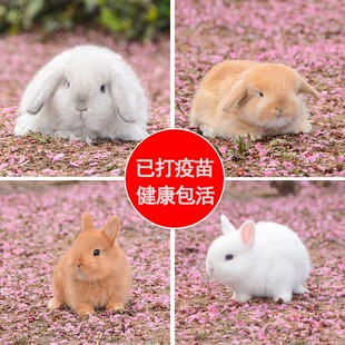 兔子活物家兔茶杯侏儒安哥拉垂耳道奇小型宠物白兔活体迷你长不大