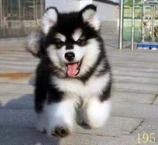 潍坊阿拉斯加幼犬纯种阿拉斯加犬活体黑红色灰桃阿拉斯加雪橇犬宠
