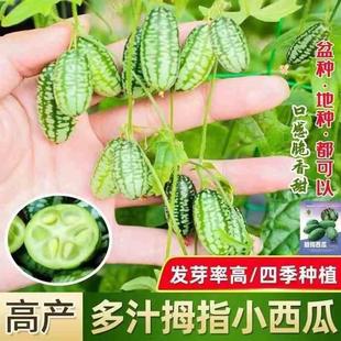 高大田西瓜迷你能吃也产皮庭院阳台盆栽水果种子 拇指西瓜种子四季