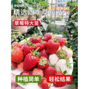 水果种子 奶油红草莓种子草莓种子草莓籽易种阳台盆栽庭院四季 四季