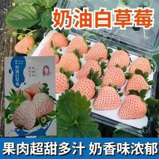 草莓种子多年生种子阳白草莓奶油室内外台盆栽植物水果种子籽 四季