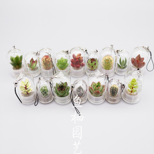 活植物迷你多肉趣味桌面微景观创意绿植盆栽挂件生态瓶礼物钥匙扣