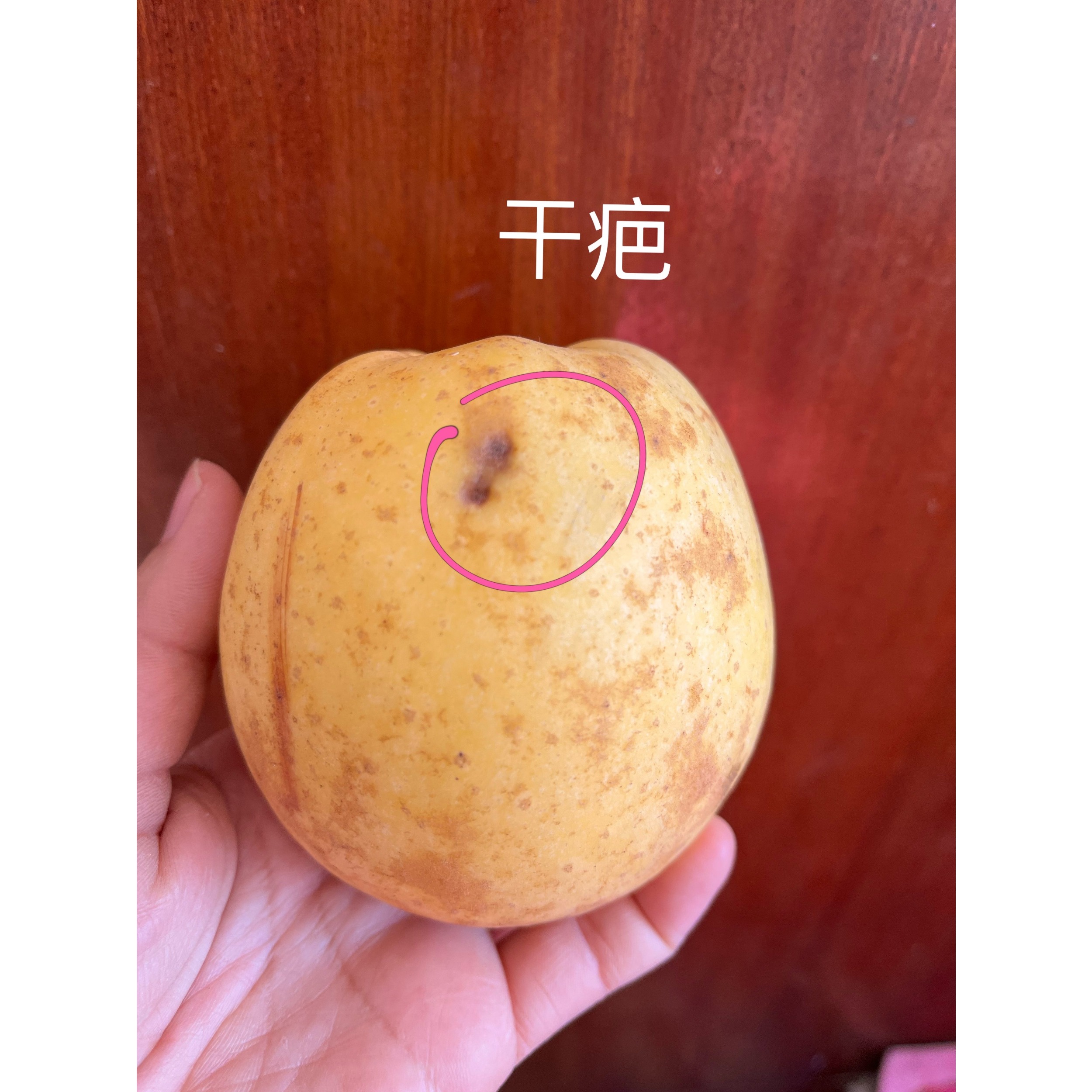 山东威海自家种植苹纯甜无酸香甜脆口多汁二级果黄金维纳斯新鲜