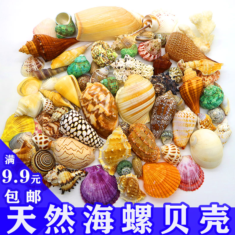 饰造景diy螺壳材料包儿童玩具 天然贝壳海螺寄居蟹用壳海星鱼缸装