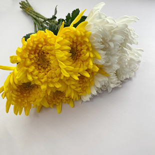 清明祭奠 老辈鲜花 速递 花束礼盒主花 白菊花 一扎10枝 大朵黄菊