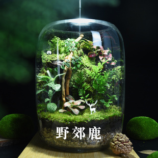 创意迷你微景观生态瓶苔藓原野盆栽绿植桌面摆件成品发货可养鱼虾