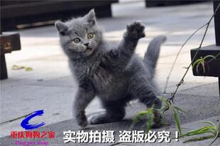 重庆狗狗之家宠物店十年品牌老店出售纯种英短蓝猫加菲猫折耳猫