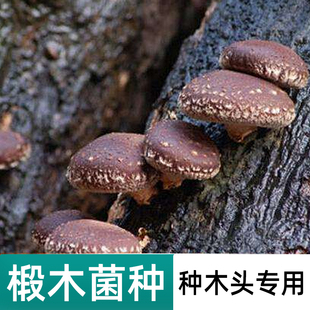食用菌香菇椴木菌种平菇椴木耳灵芝菌种栽培种木头种蘑菇种木头