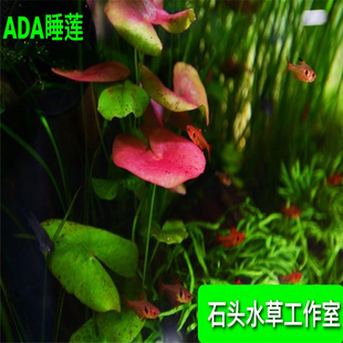 ADA睡莲稀有水草红色水草中后景水草无需二氧化碳高端睡莲