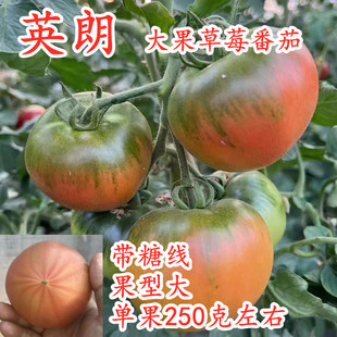 英朗 包邮 草莓番茄种子嘎啦果绿肩绿腚西红柿种籽丹东铁皮柿子苗子