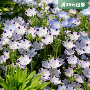 日本进口喜林草种子 五点蝶 网红庭院盆栽植物 四季